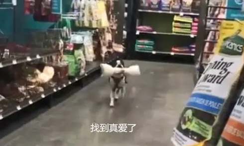 狗狗第一次逛超市,叼着大骨头就往外跑,铲屎的我先走一步了 狗狗第一次逛超市,叼着大骨头就往外跑,铲屎的我先走一步了