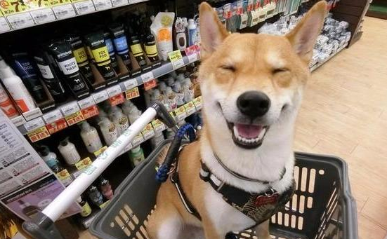 陌生柴犬在超市见面就互看不爽,一只挑衅,另外一只直接龇牙反击 陌生柴犬在超市见面就互看不爽,一只挑衅,另外一只直接龇牙反击