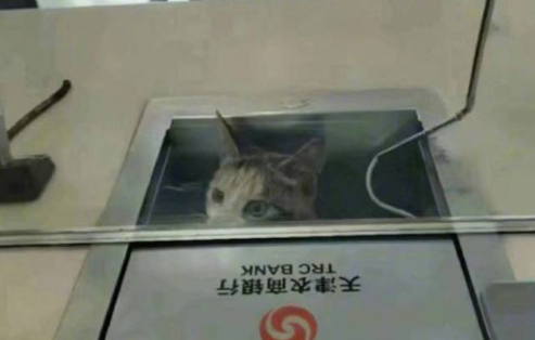 流浪猫跑到银行“办业务”，将脑袋伸到窗口内，猫：我要存自己