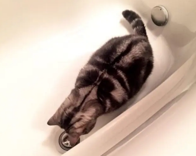 爱猫盯着浴缸角落看,主人以为有什么东西,凑近后笑翻了 爱猫盯着浴缸角落看,主人以为有什么东西,凑近后笑翻了