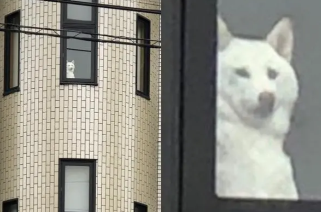 柴犬戏精上身,每日都在窗户警告主人,主人每次离开都后背发凉! 柴犬戏精上身,每日都在窗户警告主人,主人每次离开都后背发凉!