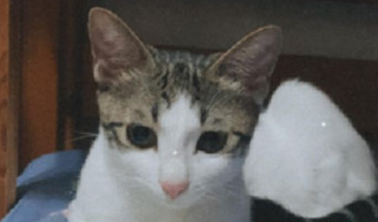 米桶传来恶臭，主人打开差点崩溃，猫竟然把这里当成猫砂盆