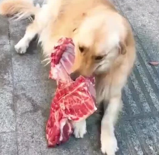 带狗狗去买肉,结果狗狗叼起一扇排骨就跑,网友:这得判几年? 带狗狗去买肉,结果狗狗叼起一扇排骨就跑,网友:这得判几年?