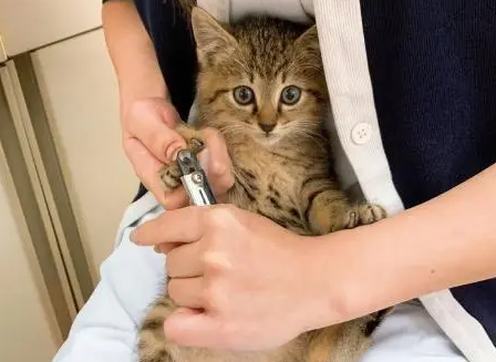 小猫咪第一次剪指甲,它表情超惊讶,网友笑翻:有那么恐怖吗 小猫咪第一次剪指甲,它表情超惊讶,网友笑翻:有那么恐怖吗