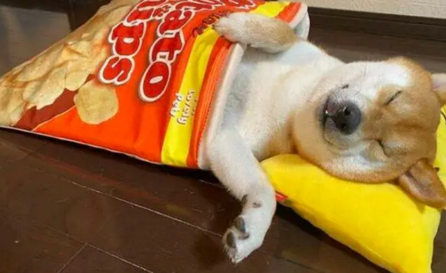 自从给柴犬买了新窝后，晚上都不敢看它了，越看越饿！