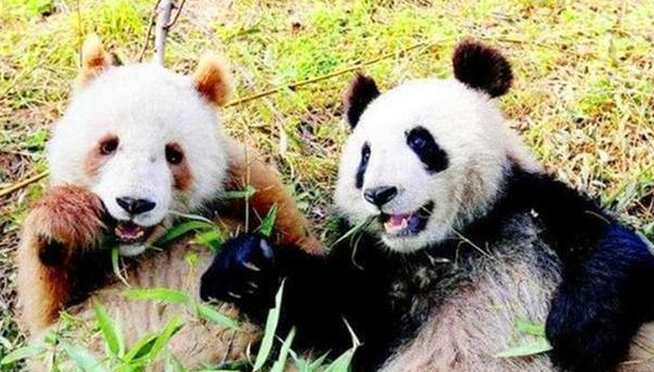 我国秦岭地区发现新“神兽”，全球仅此一只，令世界各国眼红不已