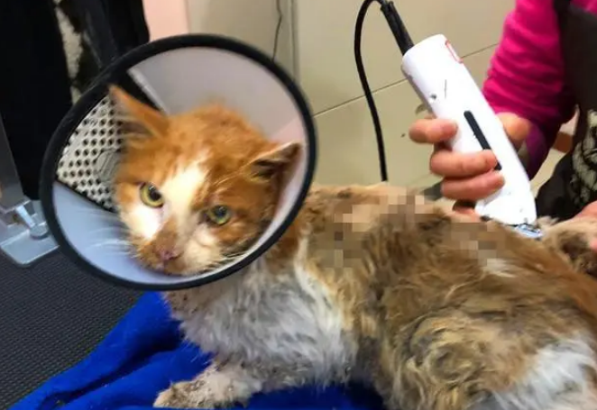 好心人救助受伤橘猫后，猫咪选择留下报恩，铲屎官喜提噬元兽！