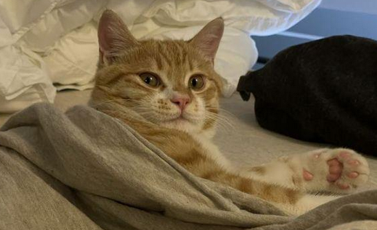还在睡觉的猫咪被主人装进书包,醒来后直接懵了:我这是在哪? 还在睡觉的猫咪被主人装进书包,醒来后直接懵了:我这是在哪?