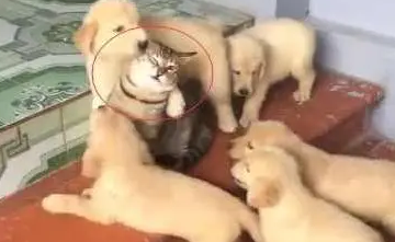 狗宝宝出生后,家里的猫咪感觉生无可恋:熊孩子走开! 狗宝宝出生后,家里的猫咪感觉生无可恋:熊孩子走开!