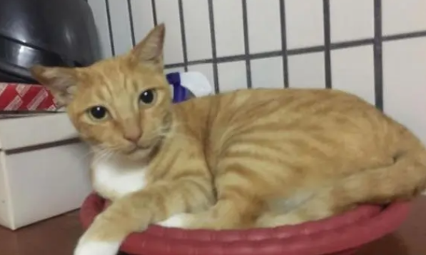 小橘猫早上7点坐门口，狂喵喊“我饿了”，姐：无法假装听不见