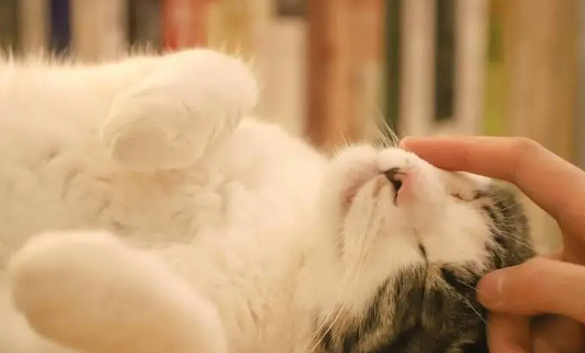 猫猫的弟弟被送走后 每天求着主人去找它 这猫太懂事了 猫猫的弟弟被送走后 每天求着主人去找它 这猫太懂事了