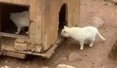 猴子虐猫事件升级，回应毫无诚意引众怒