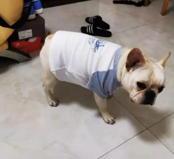女子网购的衣服给狗穿上了,没想到还挺合身,狗:看我忧郁的眼神 女子网购的衣服给狗穿上了,没想到还挺合身,狗:看我忧郁的眼神