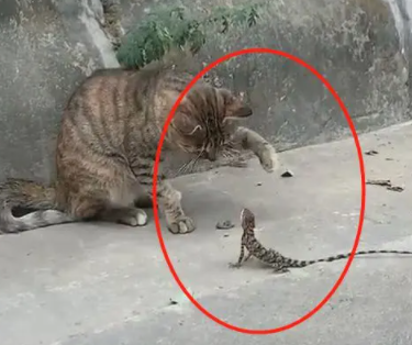 听到门外狸花猫的“惨叫”，赶紧出去一看，主人：你是成精了吗？