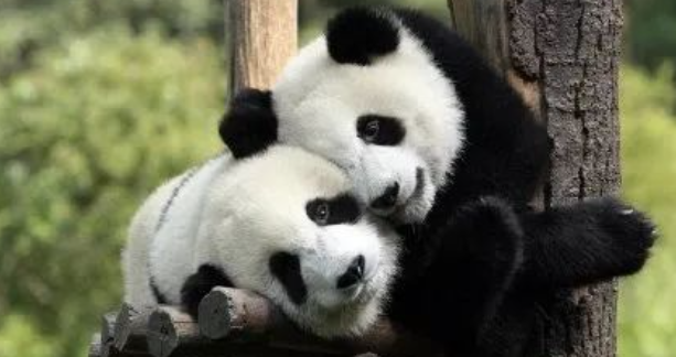 打工20年,被迫高龄产子的熊猫美香,快回家吧! 打工20年,被迫高龄产子的熊猫美香,快回家吧!