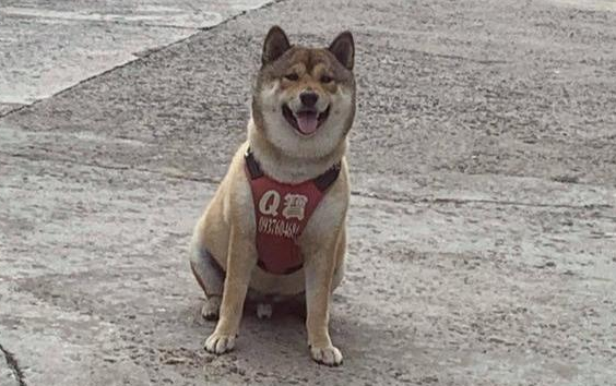 主人半夜一点回家,发现柴犬在门口等候,网友却一句话毁暖心场面 主人半夜一点回家,发现柴犬在门口等候,网友却一句话毁暖心场面
