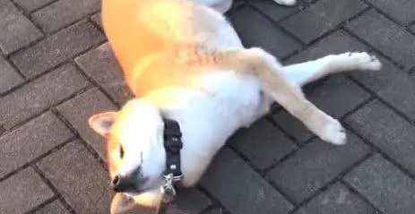 一只9岁的柴犬散步回来后，主人快要被它气哭了 