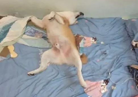 主人出门上班跟柴犬道别,柴柴敷衍睁开眼:慢走不送 主人出门上班跟柴犬道别,柴柴敷衍睁开眼:慢走不送