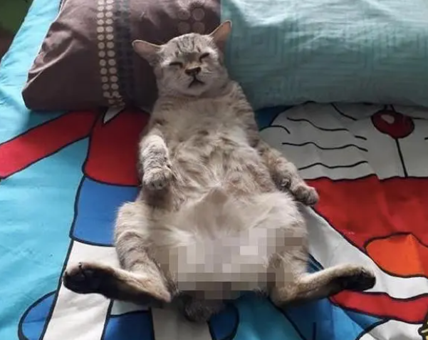 猫咪非得挨着老公睡觉，怎么躲也躲不掉，网友：咋，这是要当小三