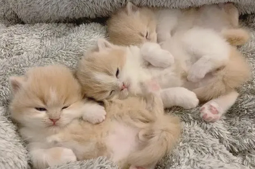 刚出生的小奶猫好可爱,这睡觉的样子简直要把人萌化了 刚出生的小奶猫好可爱,这睡觉的样子简直要把人萌化了