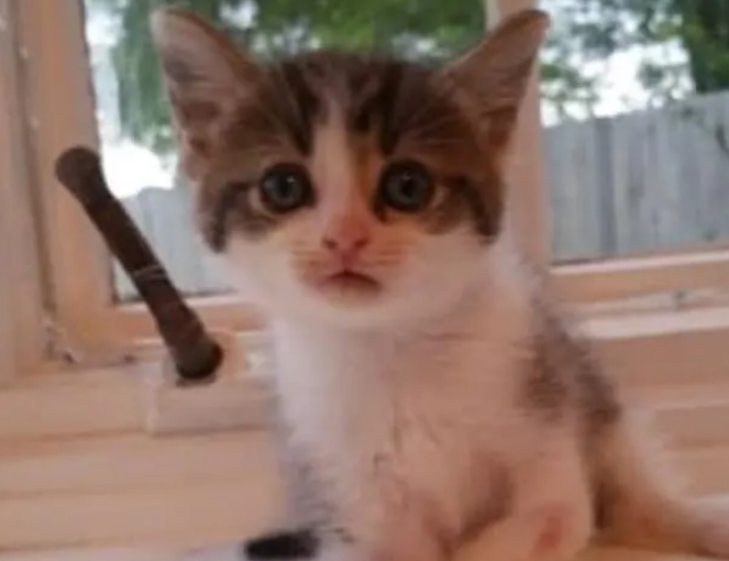小猫前腿“畸形”,流浪猫妈不离不弃,小伙看了不忍心把它收编 小猫前腿“畸形”,流浪猫妈不离不弃,小伙看了不忍心把它收编
