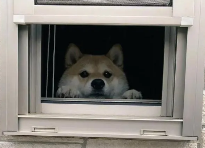 柴犬每天在窗口目送主人,表情超甜,主人走远后它的眼神让人心疼 柴犬每天在窗口目送主人,表情超甜,主人走远后它的眼神让人心疼