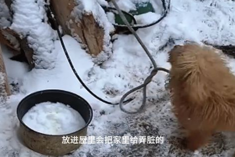 零下15度,被锁住的泰迪冻得瑟瑟发抖,站起身乞求陌生人救救自己 零下15度,被锁住的泰迪冻得瑟瑟发抖,站起身乞求陌生人救救自己