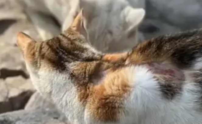 上海静安公园流浪猫创口裸露引关注