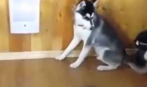 猫咪脾气暴躁，遇见哈士奇就动手，二哈每次都被吓的瑟瑟发抖