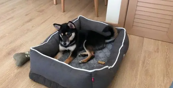 柴犬不喜欢让主人抱着,它觉得自己的窝非常舒服 柴犬不喜欢让主人抱着,它觉得自己的窝非常舒服