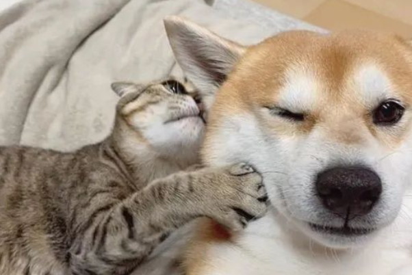 柴犬脖子一动不动，竟是被它“封印”...太宠了吧！