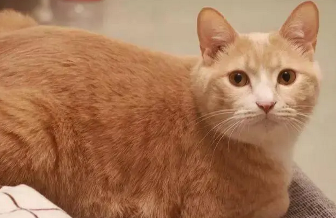 网友昨天被一只橘猫欺负,结果今天带来了一群金毛:叫你还敢嚣张 网友昨天被一只橘猫欺负,结果今天带来了一群金毛:叫你还敢嚣张