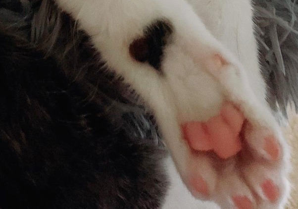 领养了只猫咪，竟浑身长满“爱心”，丘比特转世吧！