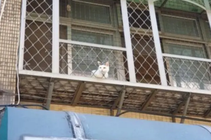 窗户上有颗“猫头”，网友刚想骂主人不负责，一看照片忍不住笑了