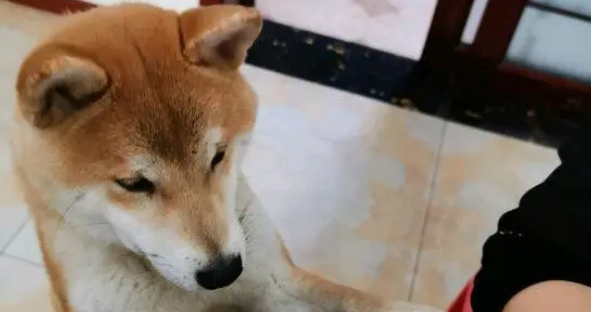 想出去玩要靠自己,柴犬抓到了主人的“软肋”,百试百灵 想出去玩要靠自己,柴犬抓到了主人的“软肋”,百试百灵