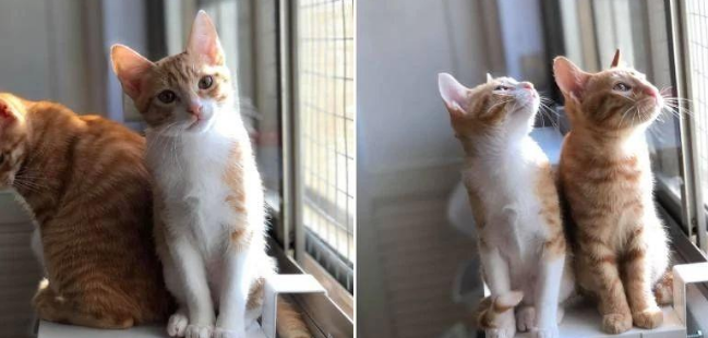 猫咪总爱在煮饭时捣乱​！​女子放大招，伸长腿阻挡，让猫一脸懵