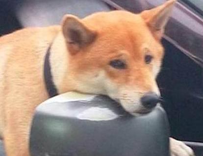 柴犬在车上等候主人一脸生无可恋, 网友: 差不多是条废狗了 柴犬在车上等候主人一脸生无可恋, 网友: 差不多是条废狗了