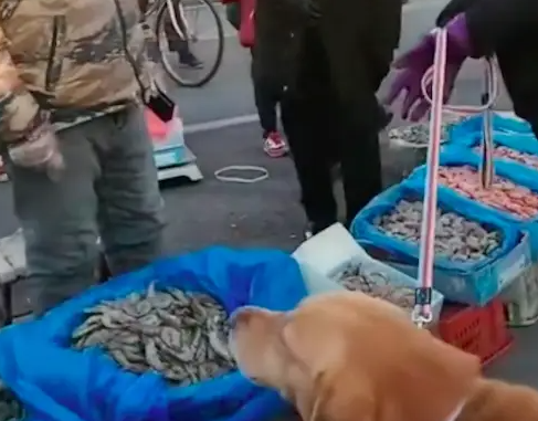 狗狗在虾摊上尿尿,老板要求主人买下价值1千8的虾,双方争执不下 狗狗在虾摊上尿尿,老板要求主人买下价值1千8的虾,双方争执不下