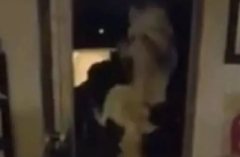 网友家的哈士奇特别热情,网友每天回家都有惊喜,这次差点吓尿了 网友家的哈士奇特别热情,网友每天回家都有惊喜,这次差点吓尿了