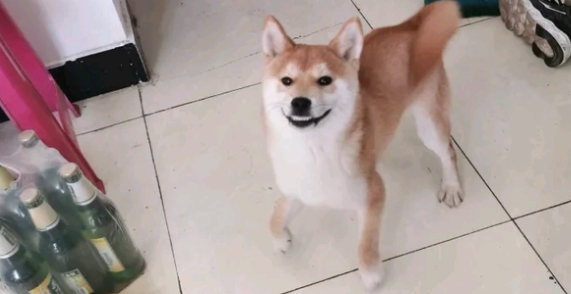 柴犬在家发现“好东西”,它闹着要尝试一下,不给就抢 柴犬在家发现“好东西”,它闹着要尝试一下,不给就抢