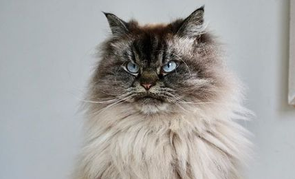 以为养到仙气布偶猫,谁料它越长越犀利 以为养到仙气布偶猫,谁料它越长越犀利