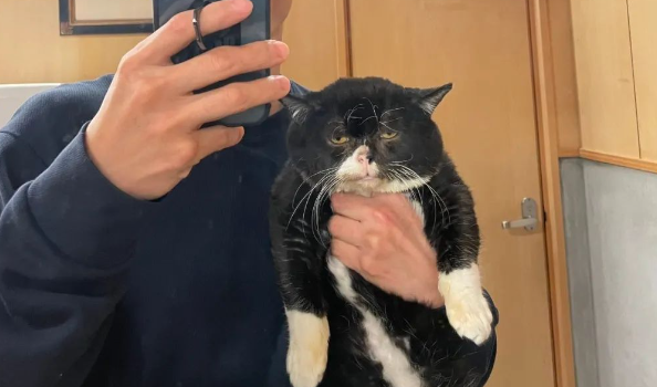 被强迫拍照的猫咪能有多“厌世”?哈哈哈差点被这表情笑死... 被强迫拍照的猫咪能有多“厌世”?哈哈哈差点被这表情笑死...