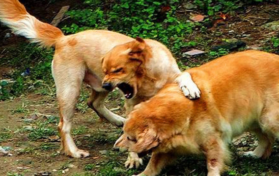 看到爱犬在外面经常被其他同伴欺负怎么办？这位宠主的做法厉害了