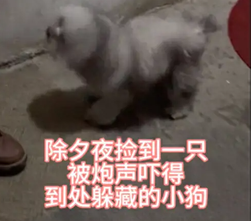 小狗被炮声吓到跑丢，好人暂时收留