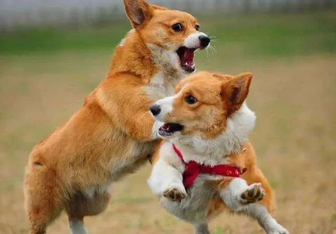 看到爱犬在外面经常被其他同伴欺负怎么办？这位宠主的做法厉害了
