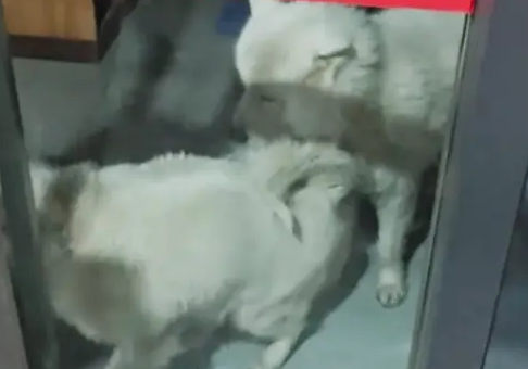 饭店倒闭被搬空了,而店内还留着2只狗狗,是被主人遗弃了吗? 饭店倒闭被搬空了,而店内还留着2只狗狗,是被主人遗弃了吗?
