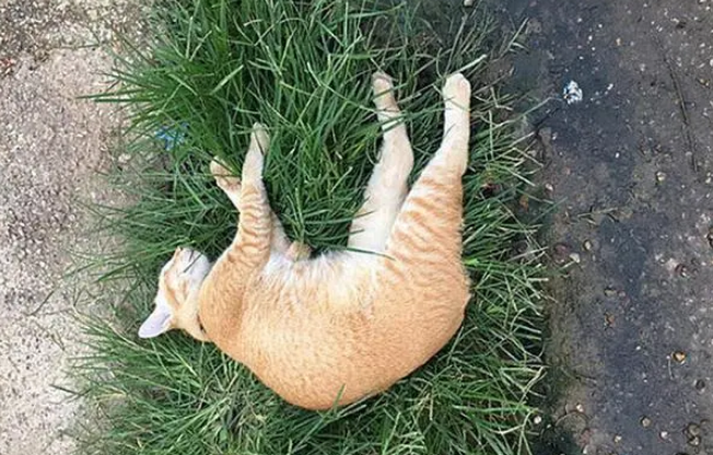 流浪橘猫幸运获救后陪主人街边摆摊，每日安静充当吉祥物
