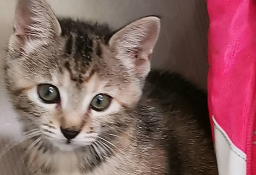 太罕见了吧?这只狸花猫只生下一只小猫咪,网友:独生子啊! 太罕见了吧?这只狸花猫只生下一只小猫咪,网友:独生子啊!
