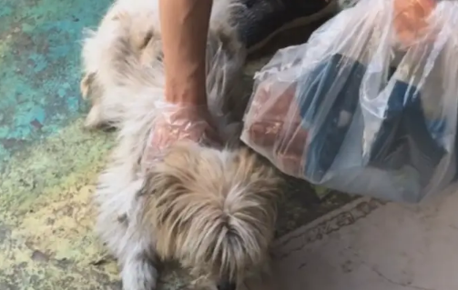 受伤狗狗有主人却像流浪狗，可狗狗仍拒绝帮助，想回到主人身边
