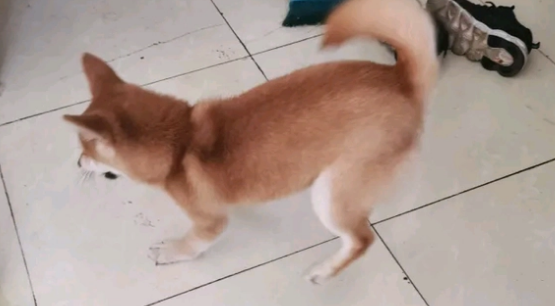 柴犬在家发现“好东西”,它闹着要尝试一下,不给就抢 柴犬在家发现“好东西”,它闹着要尝试一下,不给就抢